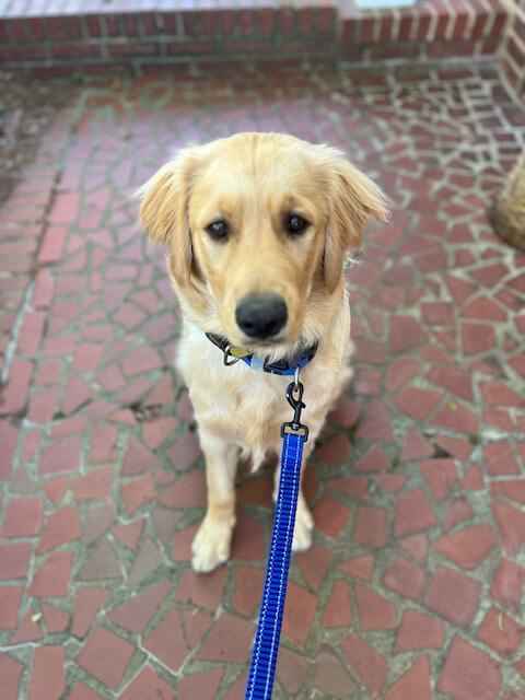 Dodger